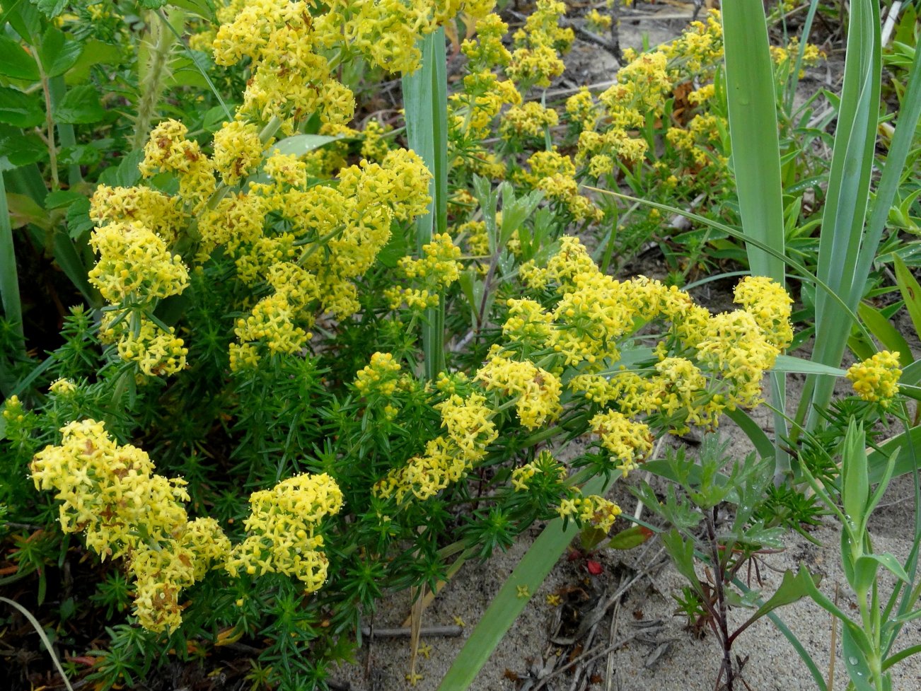 Изображение особи род Galium.