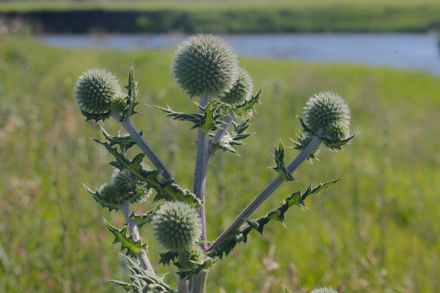 Image of Echinops sphaerocephalus specimen.