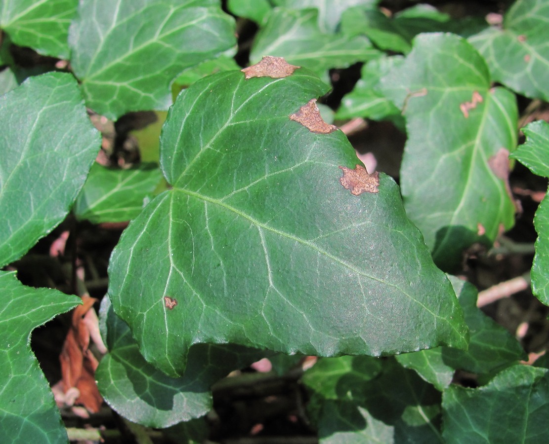 Image of Hedera helix specimen.