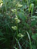 Platanthera maximowicziana