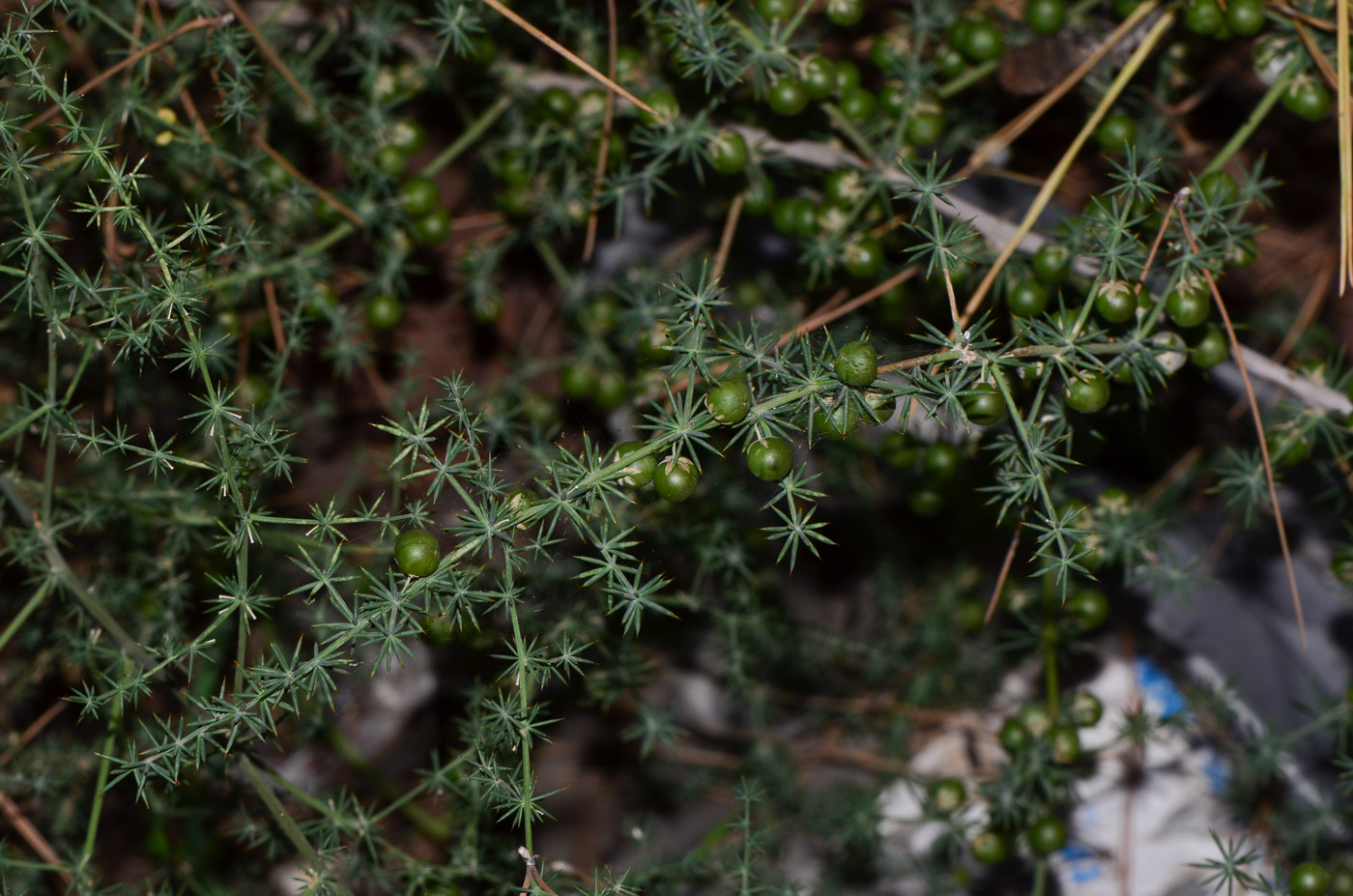 Изображение особи Asparagus aphyllus.