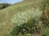 Eryngium campestre. Цветущие растения. Краснодарский край, г. Усть-Лабинск, склон правого берега Кубани, останец степной растительности. 05.07.2015.