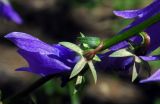 Campanula rapunculoides