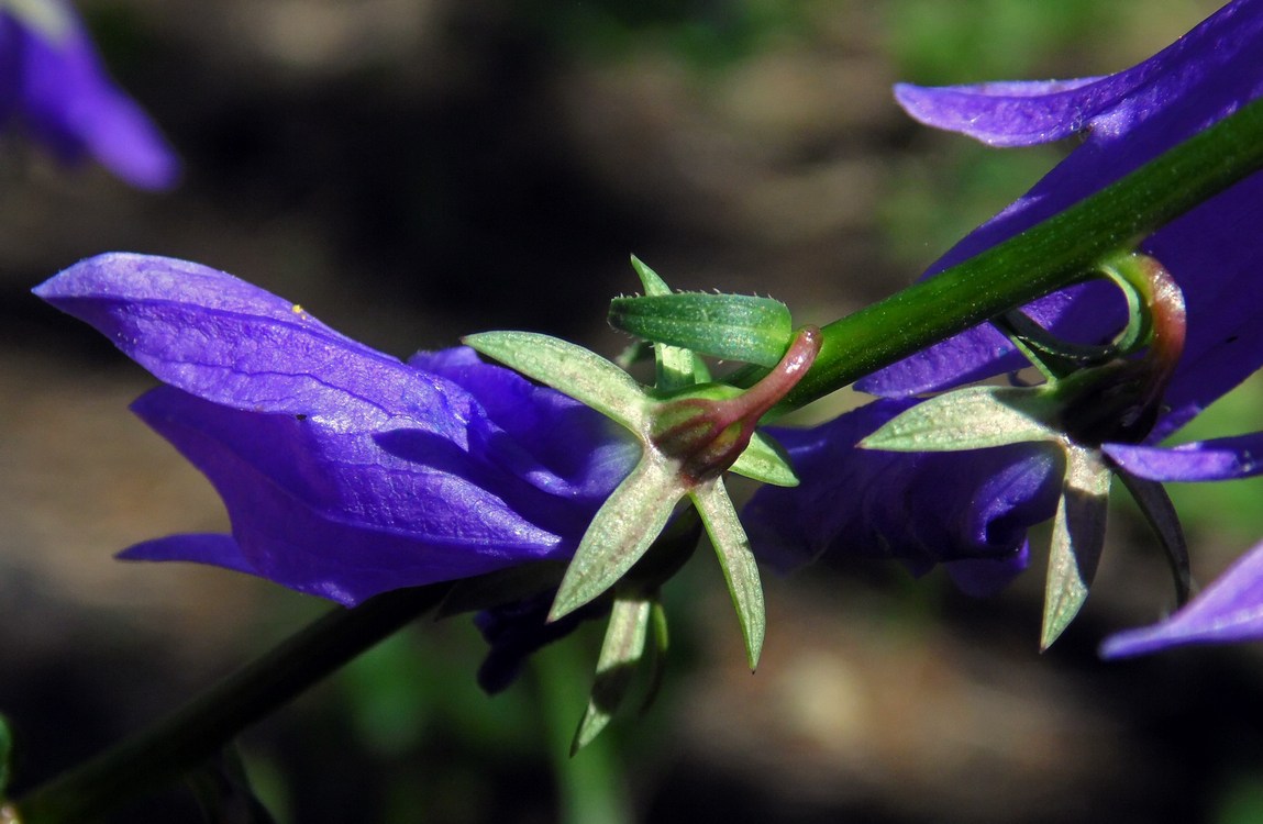 Изображение особи Campanula rapunculoides.