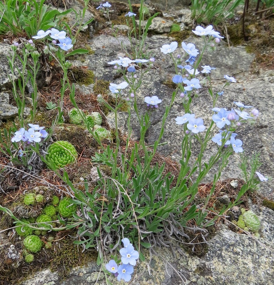 Изображение особи Eritrichium pectinatum.