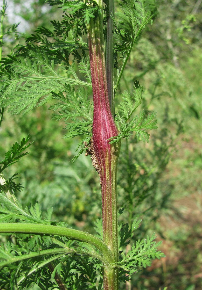 Изображение особи Artemisia annua.