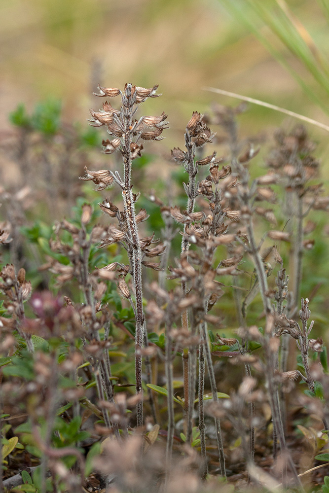 Изображение особи Thymus serpyllum.