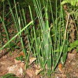 Equisetum hyemale