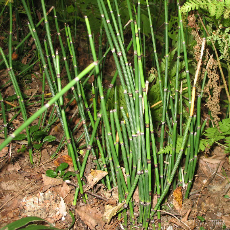 Image of Equisetum hyemale specimen.