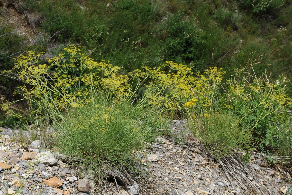 Изображение особи Ferula renardii.