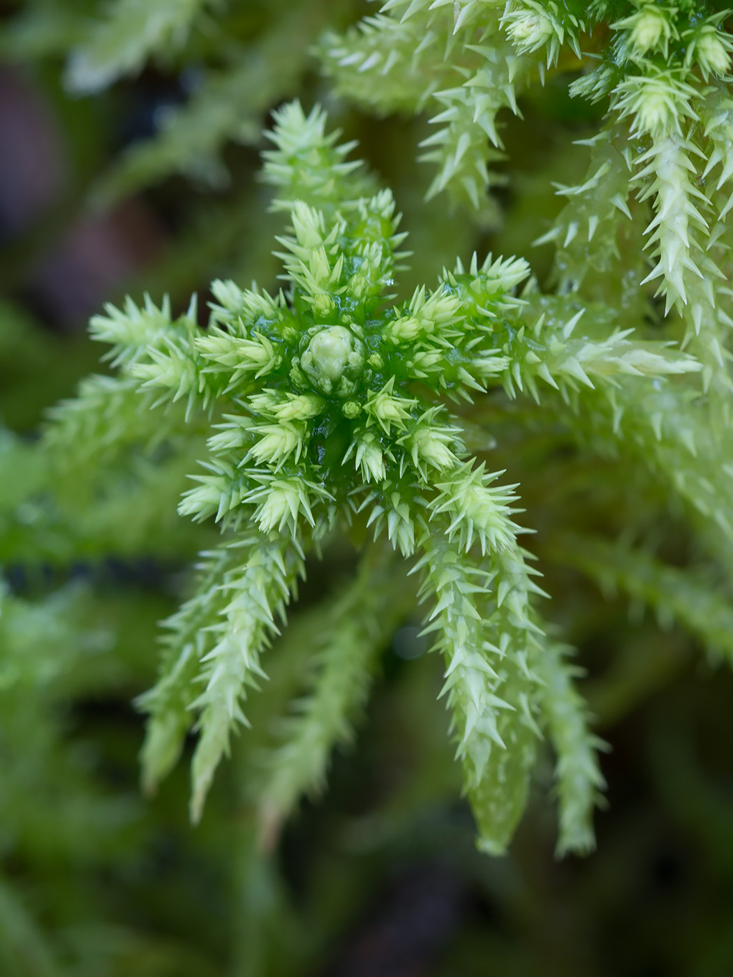 Изображение особи Sphagnum squarrosum.