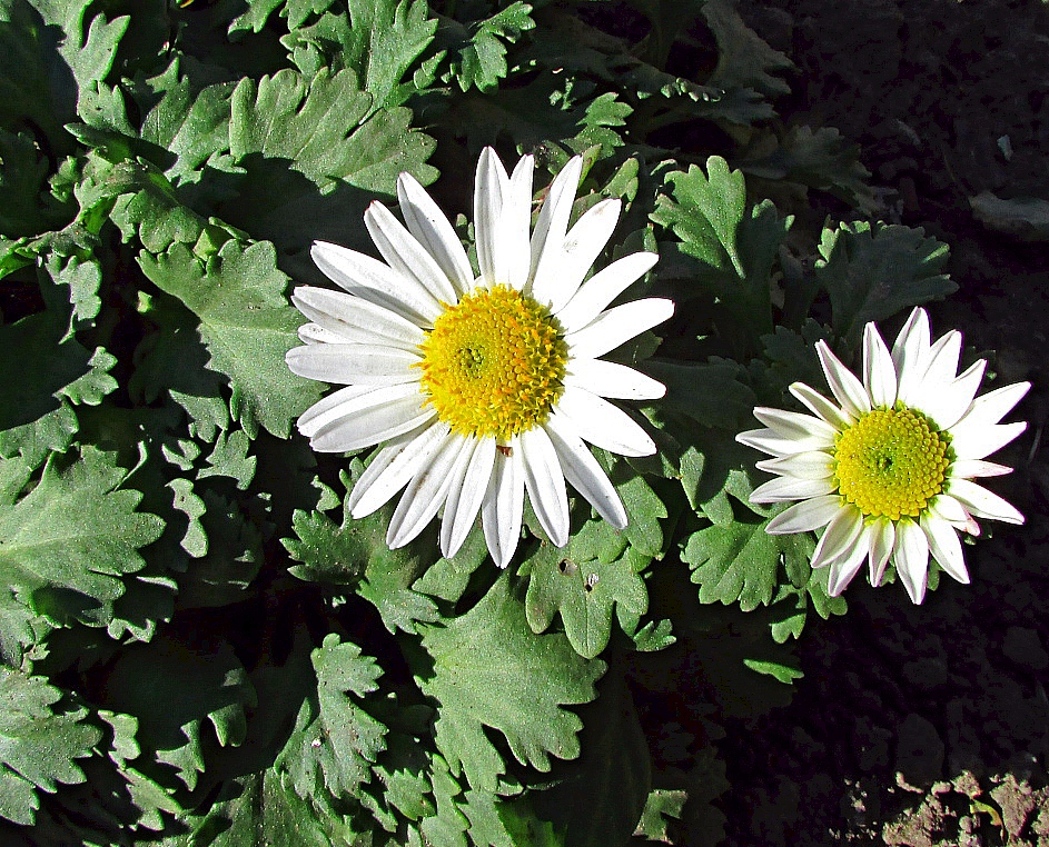 Image of Arctanthemum arcticum specimen.