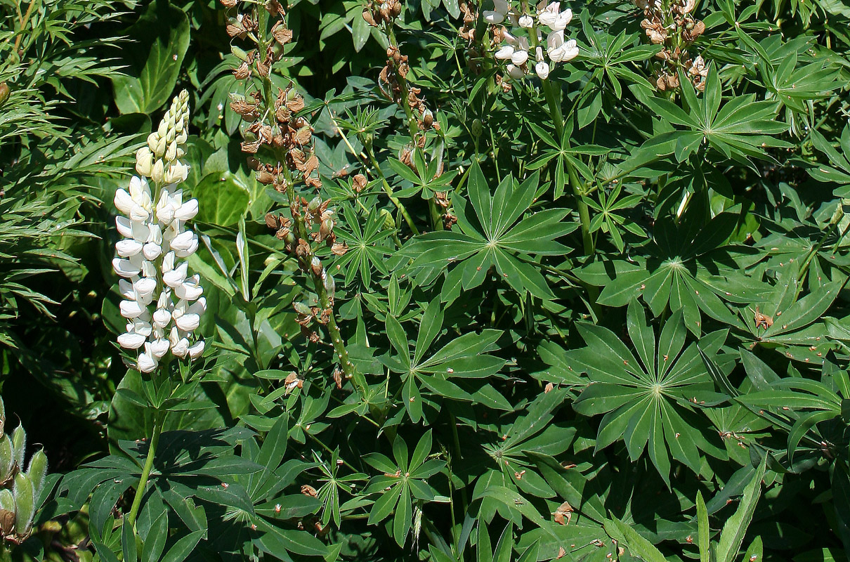 Image of Lupinus × regalis specimen.