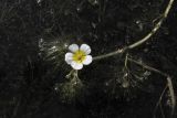 Ranunculus circinatus