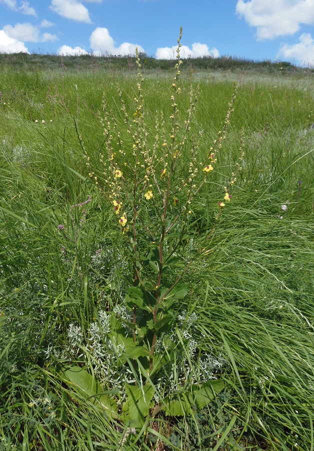 Image of Verbascum marschallianum specimen.