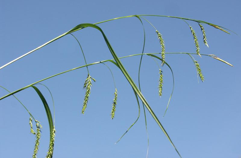 Image of Carex sylvatica specimen.