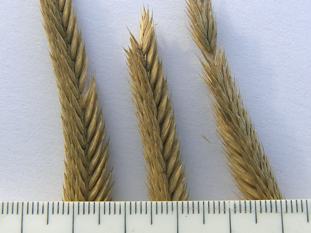 Изображение особи Agropyron desertorum.