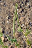 Glaucium corniculatum. Верхушки побегов с плодами. Крым, окр. Балаклавы, осыпающийся сухой склон. 06.06.2016.