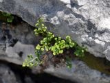 Asplenium ruta-muraria. Растения на скале. Крым, гора Чатырдаг (нижнее плато), каменистый склон у входа в пещеру Холодная. 05.06.2016.