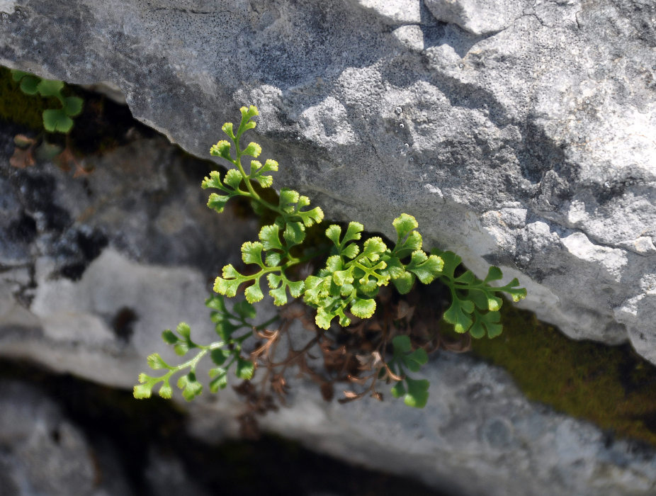 Изображение особи Asplenium ruta-muraria.