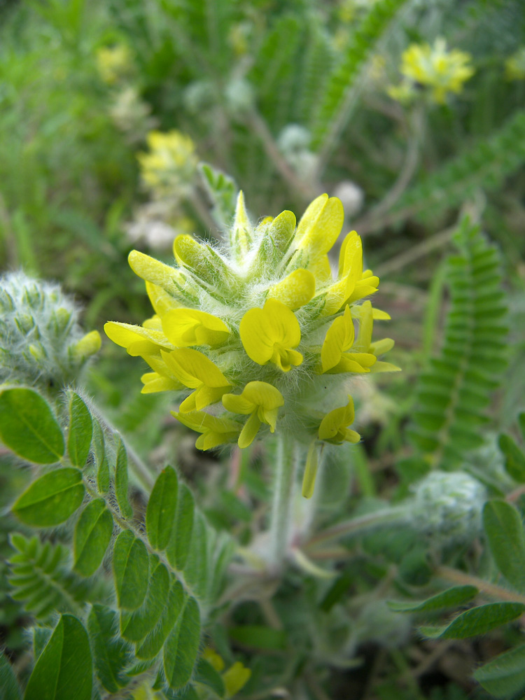 Изображение особи Astragalus dasyanthus.