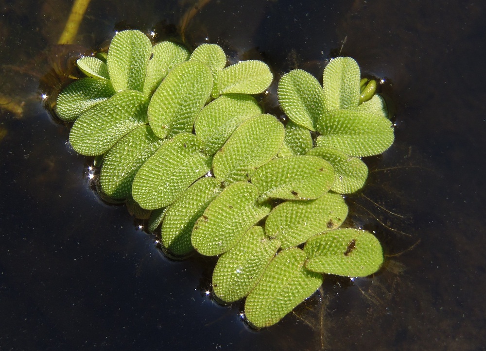 Image of Salvinia natans specimen.