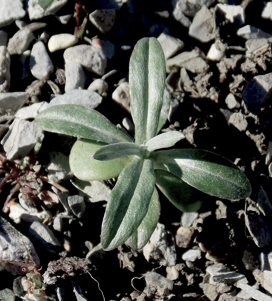 Image of Xeranthemum cylindraceum specimen.