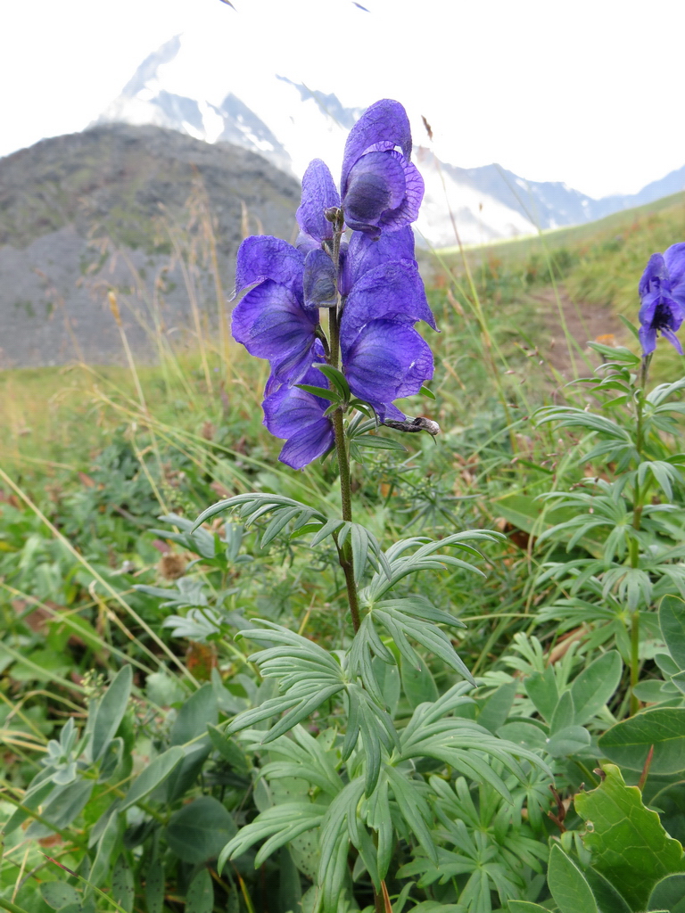 Изображение особи Aconitum altaicum.