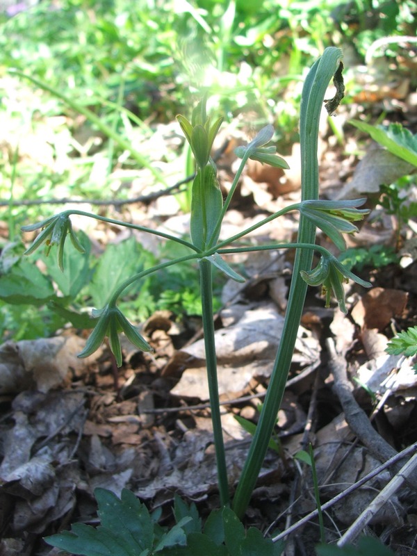 Изображение особи Gagea lutea.