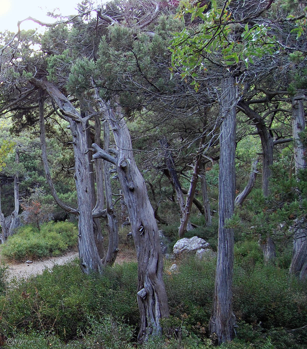 Image of Juniperus excelsa specimen.