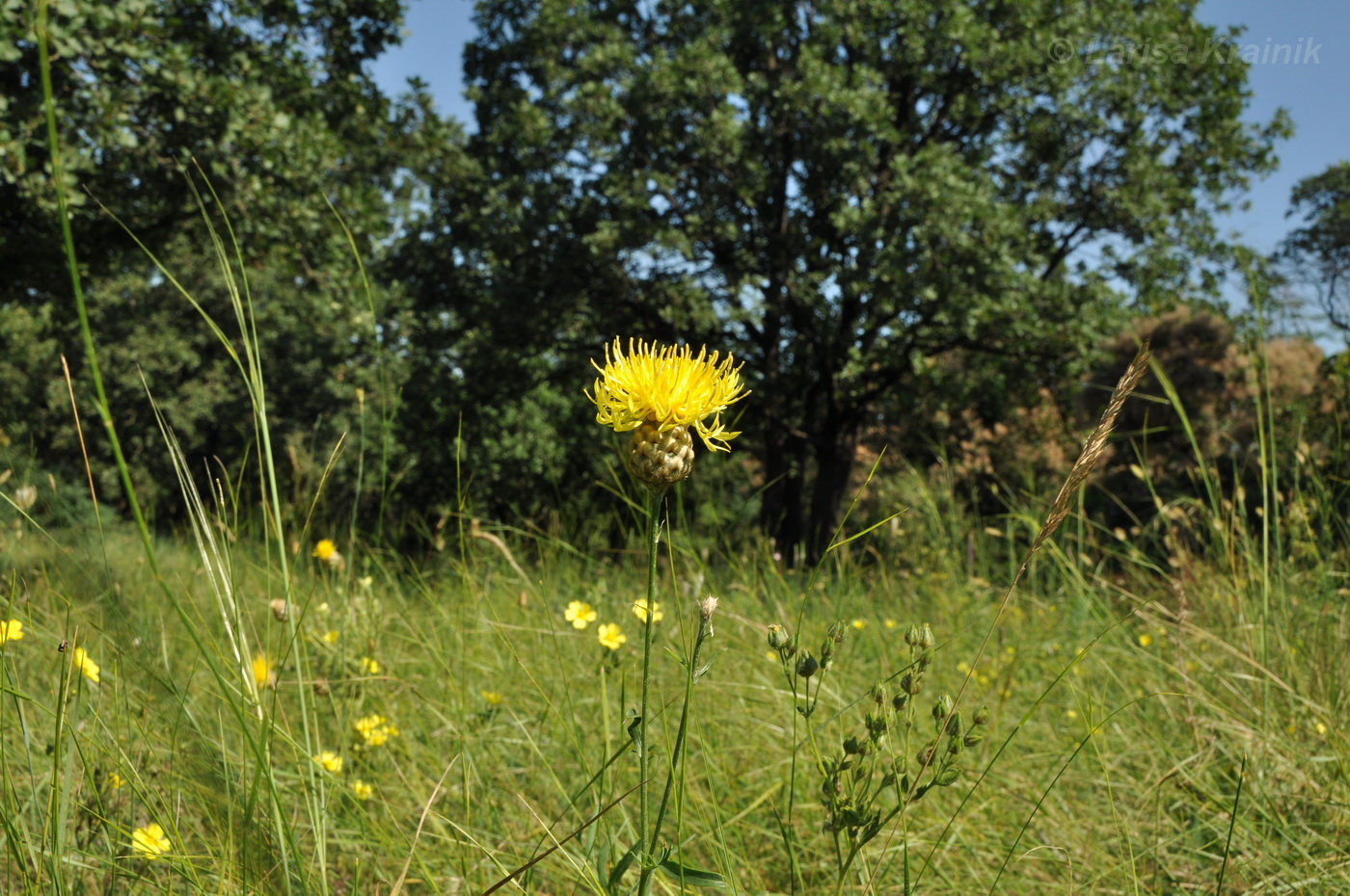 Изображение особи Centaurea orientalis.