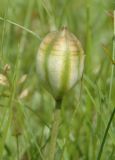 genus Tulipa. Незрелый плод. Украина, окраина г. Запорожья, участок обеднённой разнотравной степи. 14.05.2016.