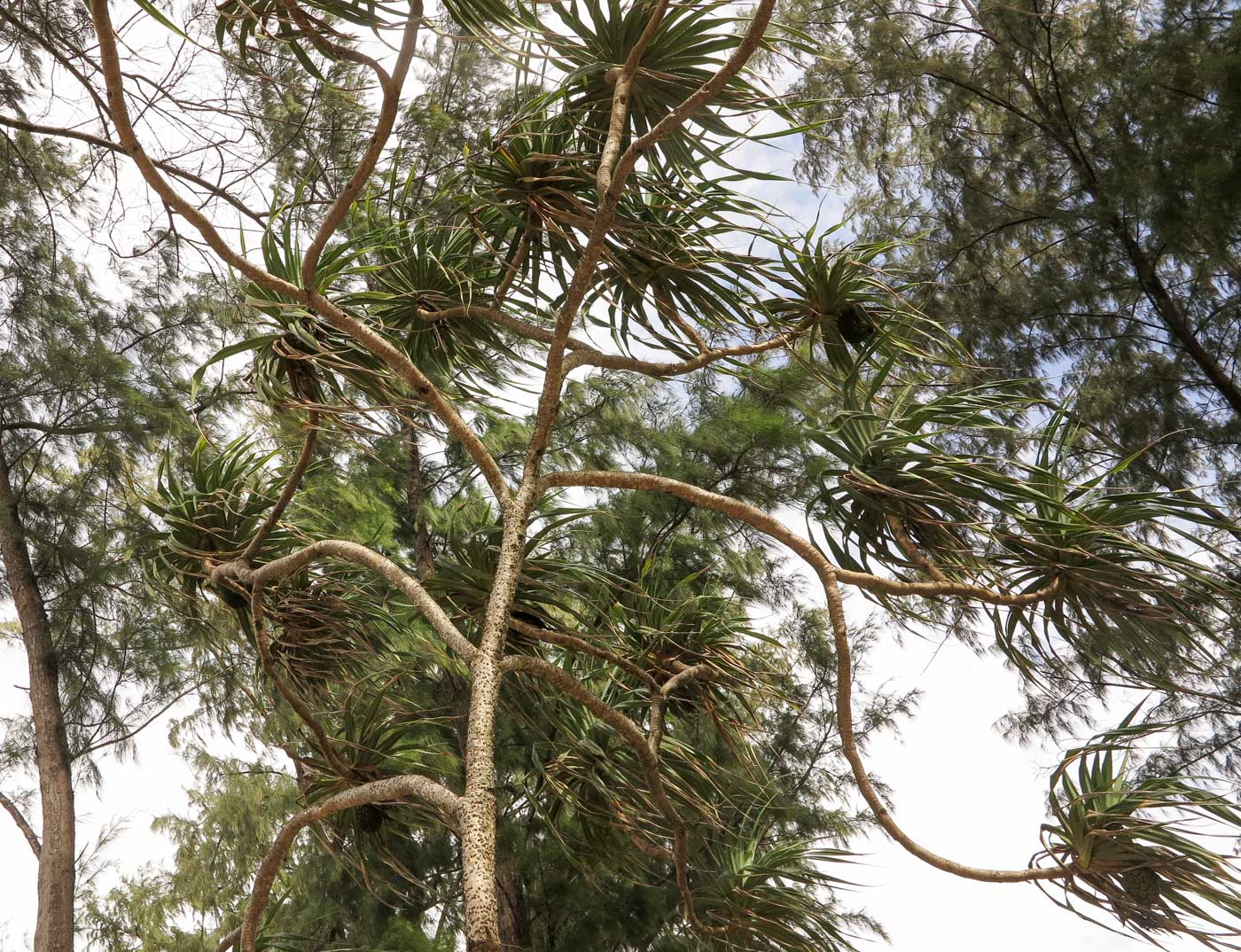 Image of Pandanus tectorius specimen.