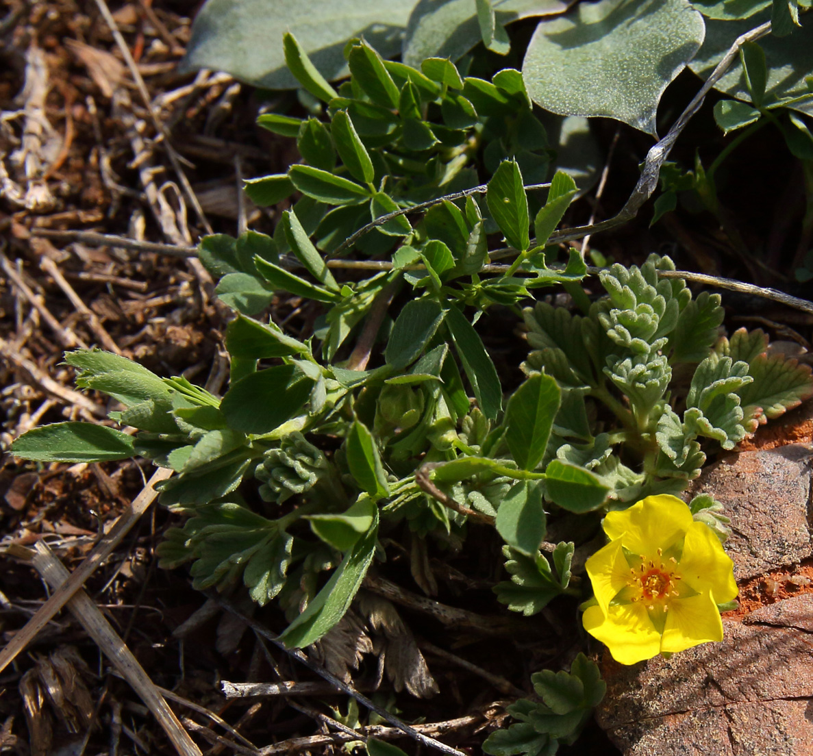 Image of Potentilla acaulis specimen.