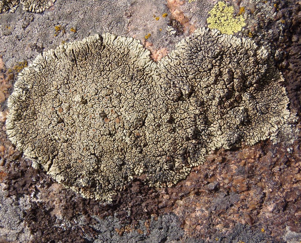 Image of Lecanora muralis specimen.