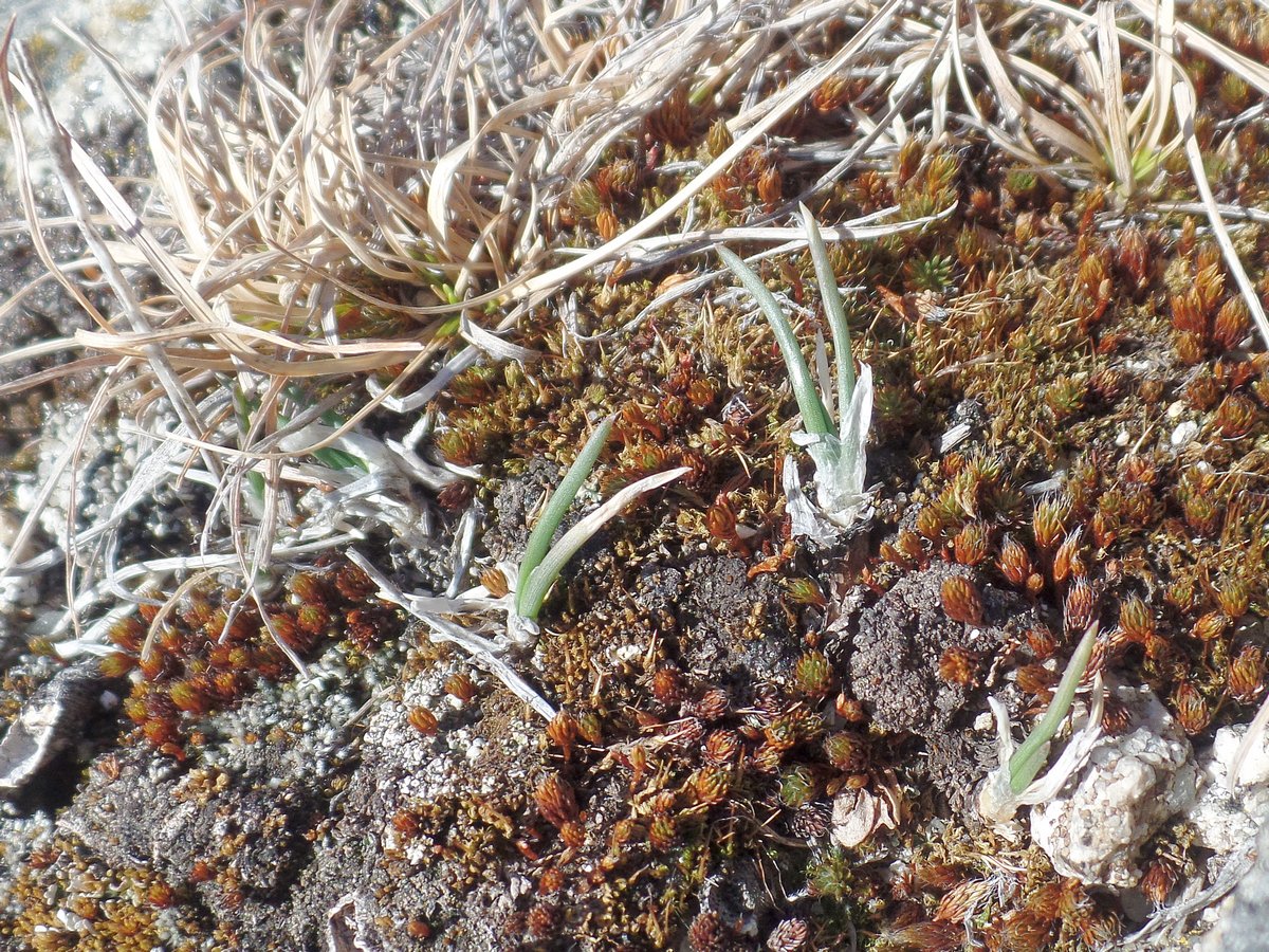 Image of genus Allium specimen.