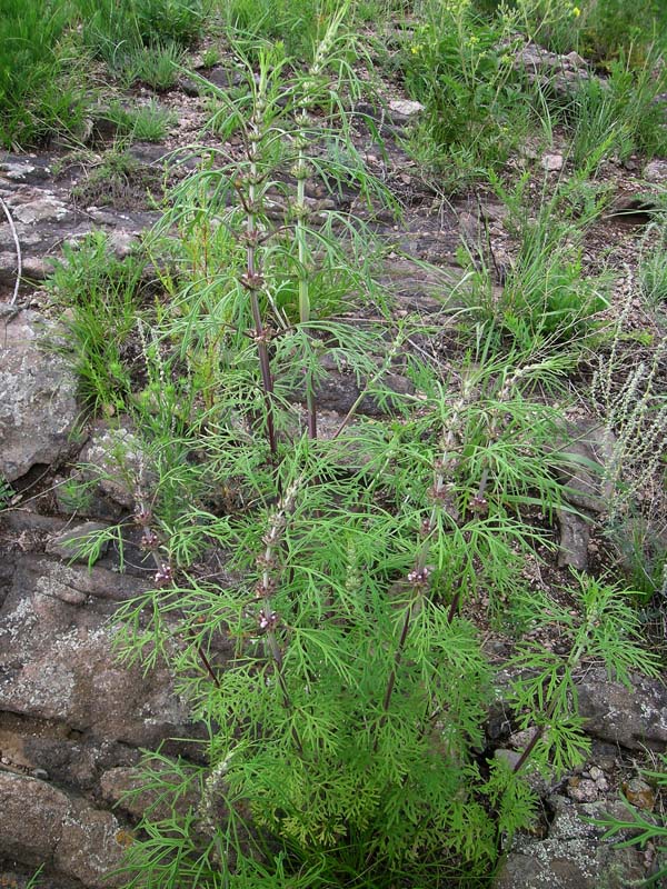 Image of Leonurus sibiricus specimen.