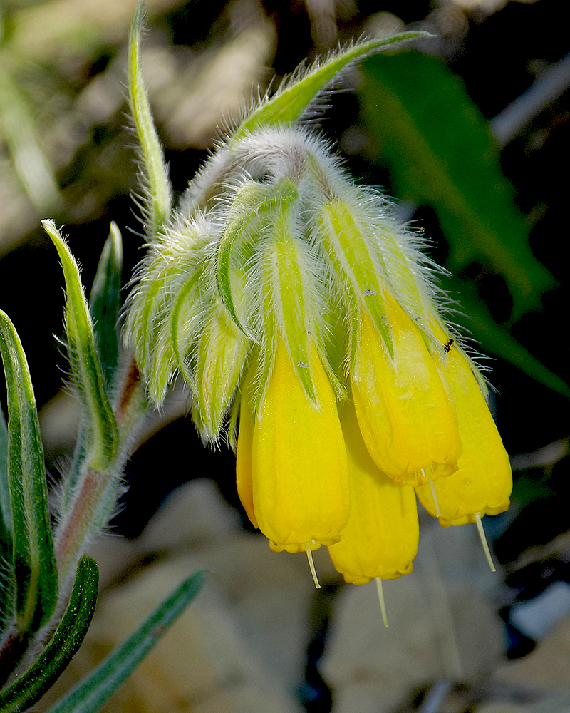 Изображение особи Onosma polyphylla.