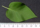 Syringa vulgaris. Лист. Ростовская обл., окр. г. Азов. 07.05.2017.