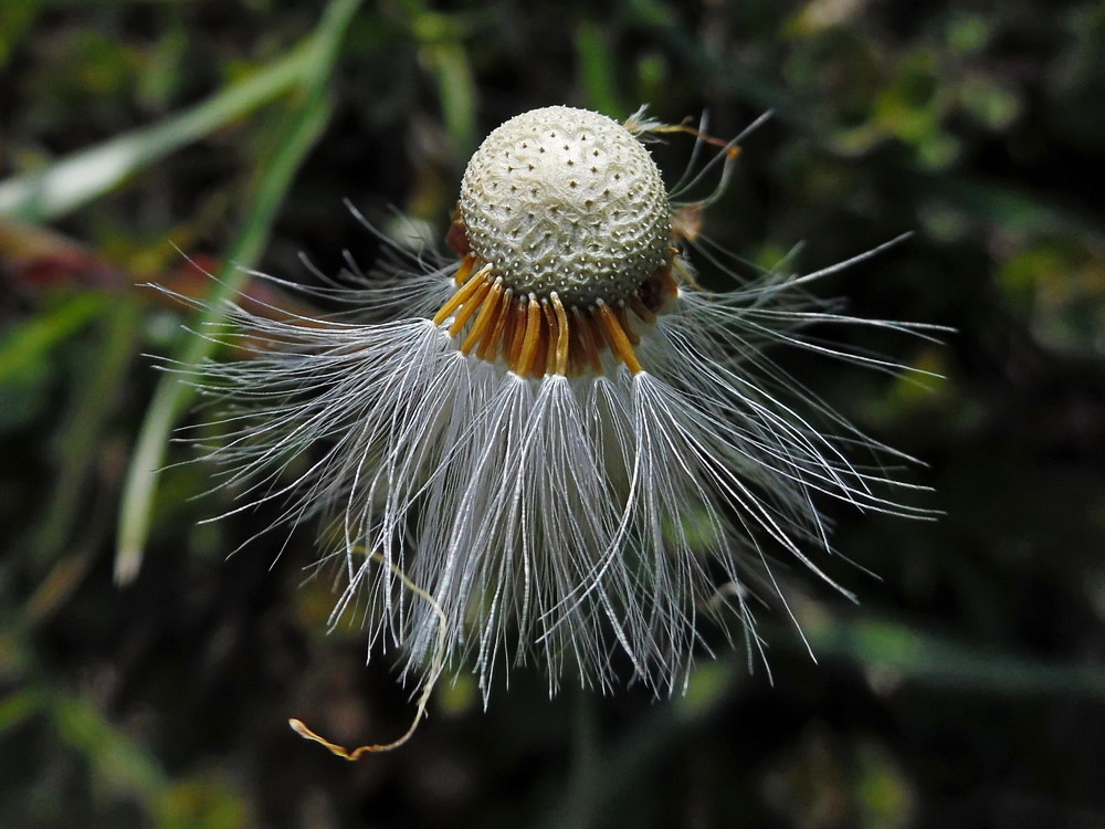 Image of Tussilago farfara specimen.