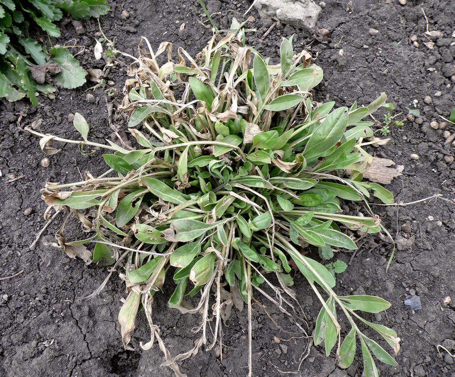 Image of Coreopsis grandiflora specimen.