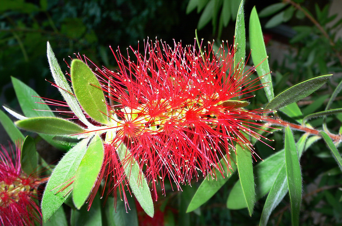 Image of Callistemon citrinus specimen.