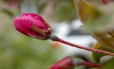 Malus × purpurea. Бутон. Пермь, Свердловский р-н, в озеленении двора. 7 июня 2017 г.