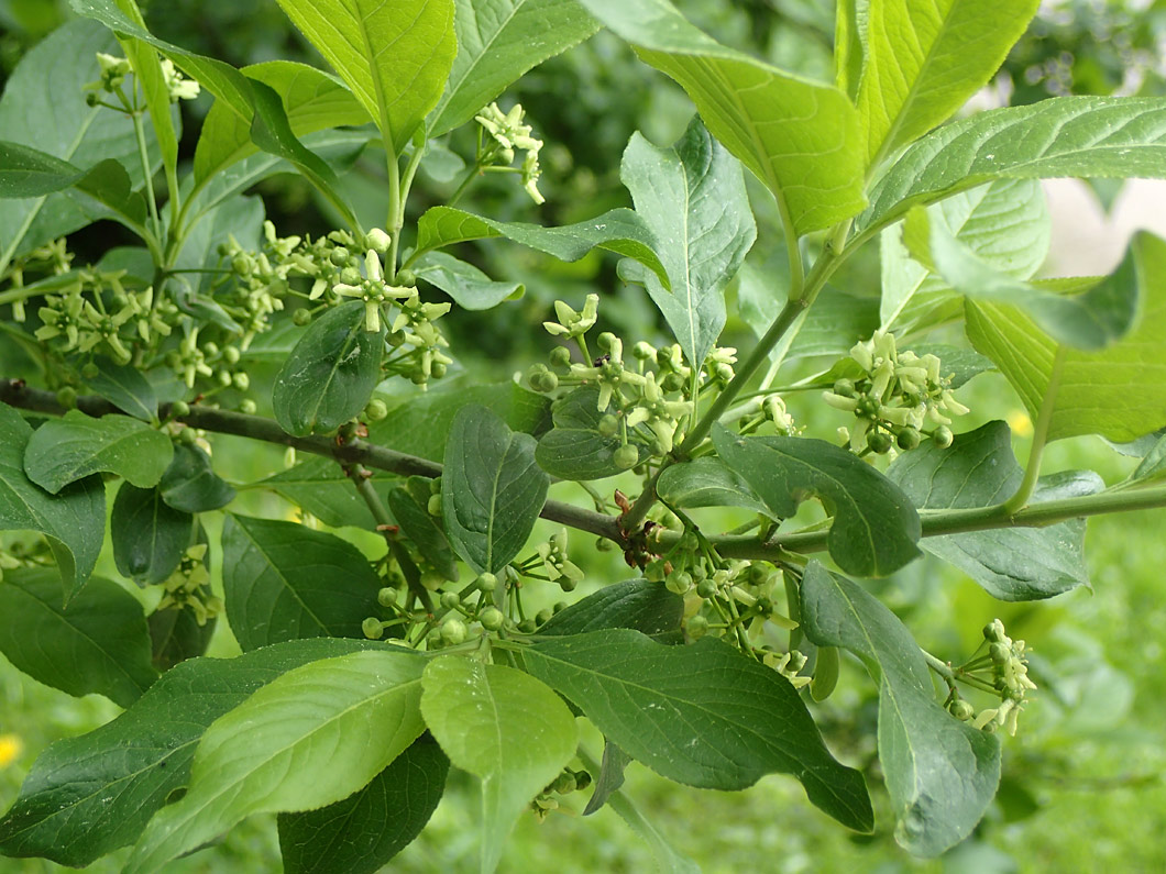 Изображение особи Euonymus europaeus.