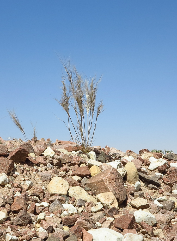 Image of Stipagrostis plumosa specimen.