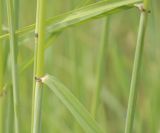 Hordeum secalinum