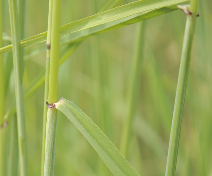 Изображение особи Hordeum secalinum.