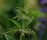 Urtica dioica