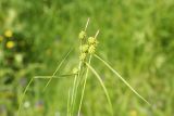 Carex flava