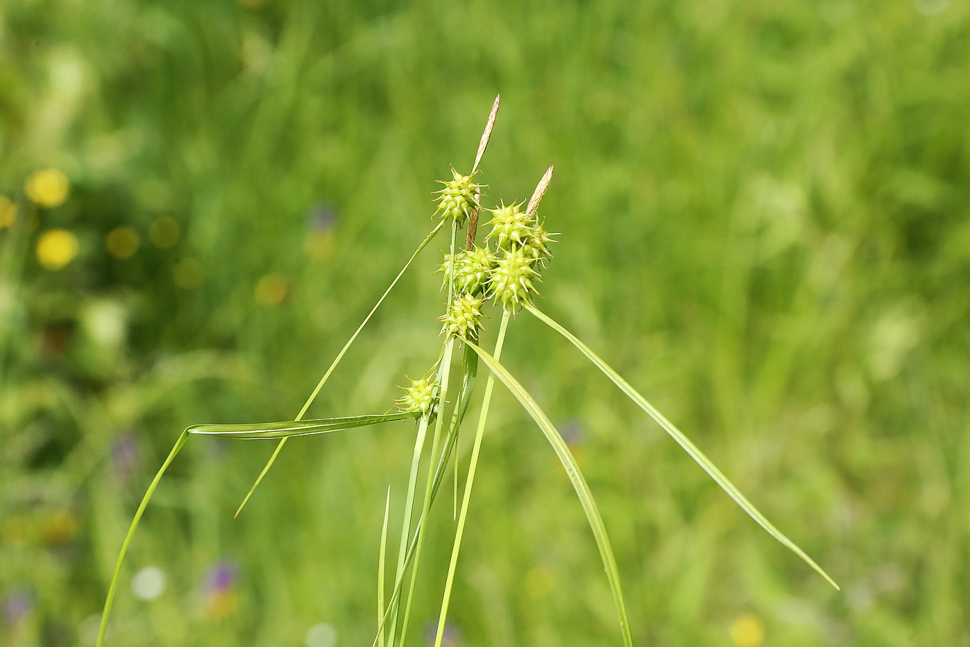 Изображение особи Carex flava.